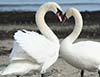 Love swans