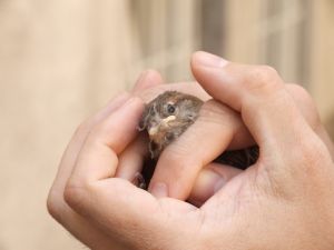 A bird in the hand A bird in the hand