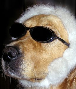 I am THE glory-hound. I am THE glory-hound.