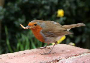 Be the bird or the bird food, your choice. Be the bird or the bird food, your choice.