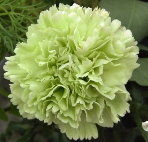 Look for the carnation wearer. Look for the carnation wearer.