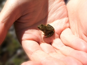 In The Palm of Your Hand In The Palm of Your Hand