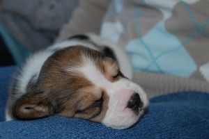 Dating has the cuteness of a puppy Dating has the cuteness of a puppy
