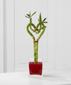 Be Still My Heart Valentine Bamboo - FedEx