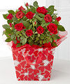 Heart to Heart Valentine Mini Rose - FedEx